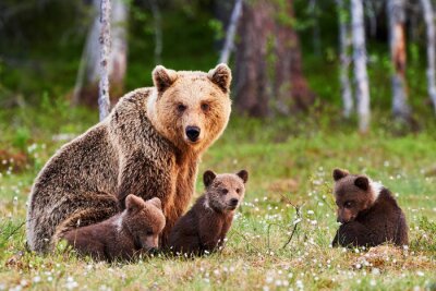 Fotobehang Een berenfamilie op een groene open plek in het bos