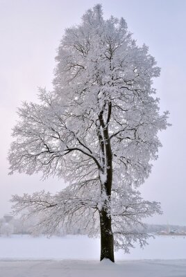 Canvas Een boom in de sneeuw