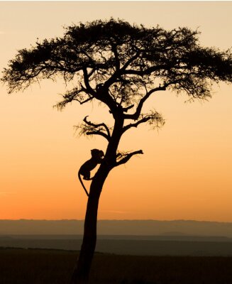 Een boom in Kenia