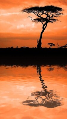Canvas Een boom tegen de achtergrond van de oranje lucht