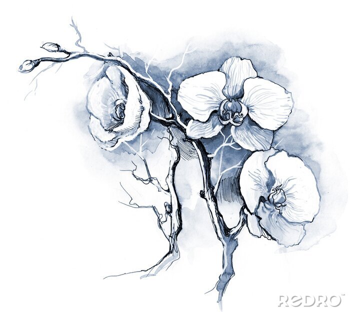 Canvas Een delicate orchidee getekend met een scherpe lijn