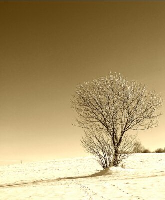 Een eenzame boom in een retro tint