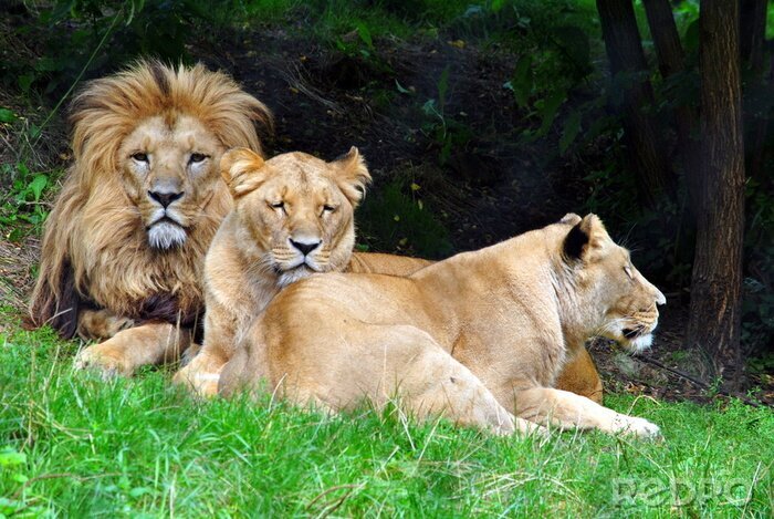 Canvas Een familie leeuwen op het gras