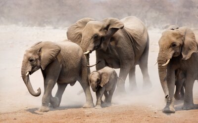 Een familie olifanten in het stof
