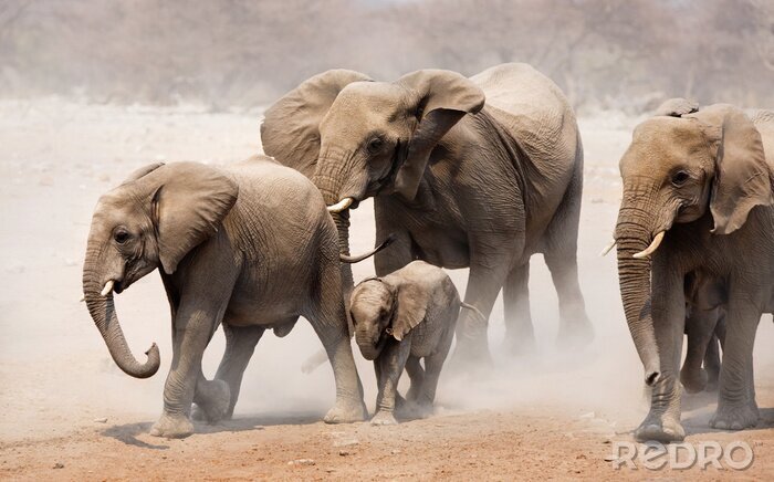 Canvas Een familie olifanten in het stof