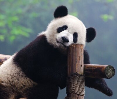 Een foto van een rustende panda
