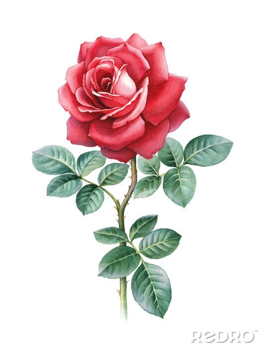 Canvas Een grafische weergave van een rode roos