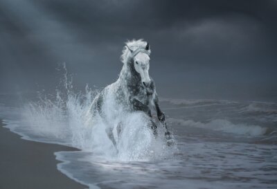 Een grijs paard galoppeert langs de kust