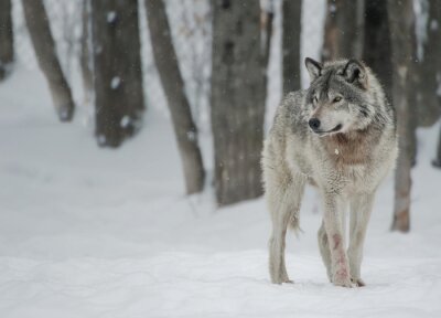 Een grijze wolf bij winterweer