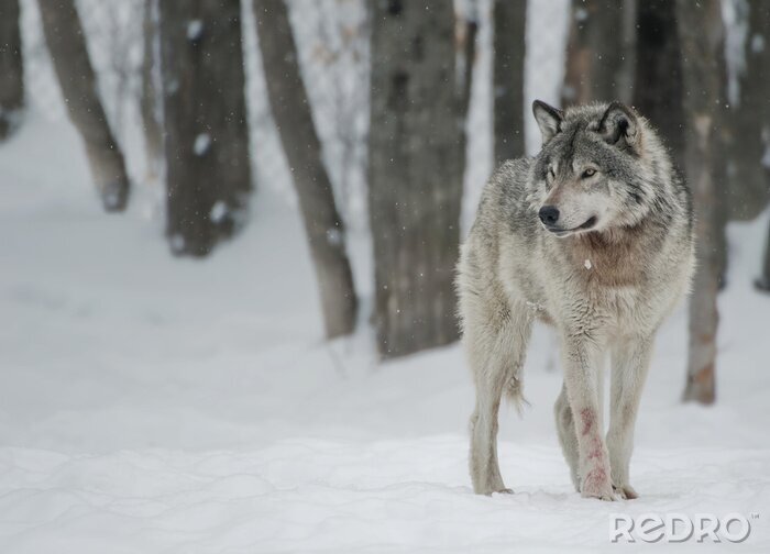 Canvas Een grijze wolf bij winterweer