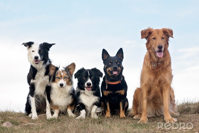 Canvas Een groep honden