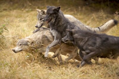 Een groep lopende wolven