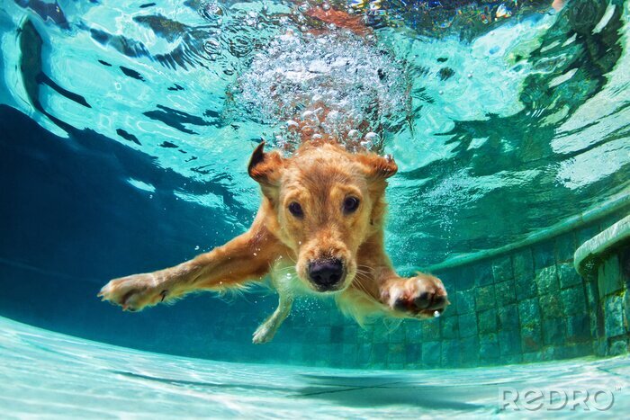 Canvas Een hond die onder water zwemt