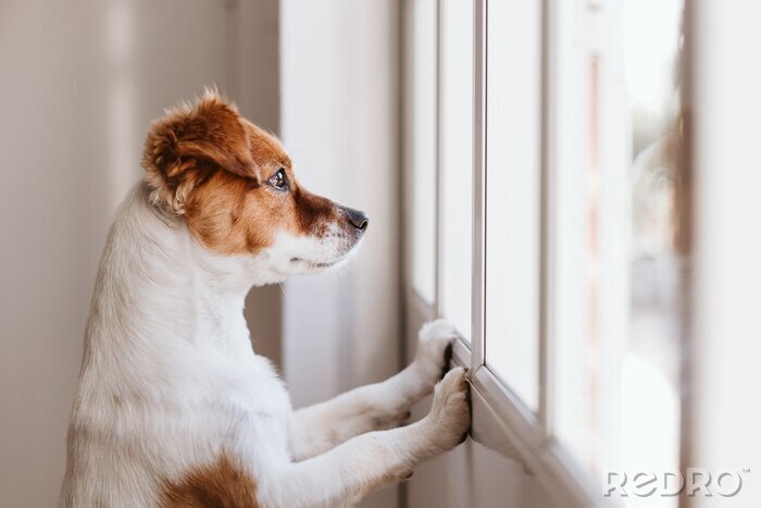 Canvas Een hond die uit het raam kijkt