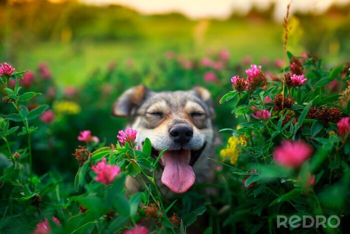 Canvas Een hond in bloemen