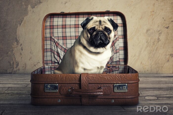 Canvas Een hond in een koffer