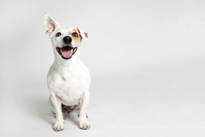 Canvas Een hond met een staand oor