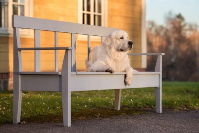 Canvas Een hond op een bankje