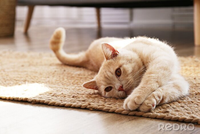 Canvas Een kat die op het tapijt ligt