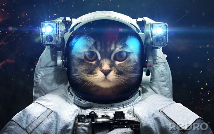 Canvas Een kattenastronaut in de ruimte