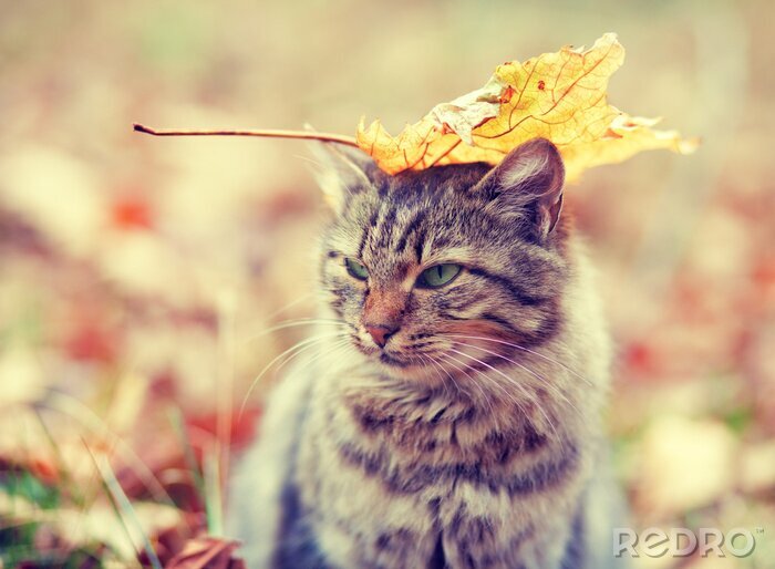 Canvas Een kitten met een blad op zijn kop