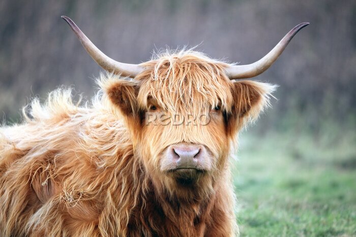 Canvas Een koe op het eiland Skye in Schotland