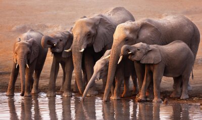 Een kudde olifanten bij het water
