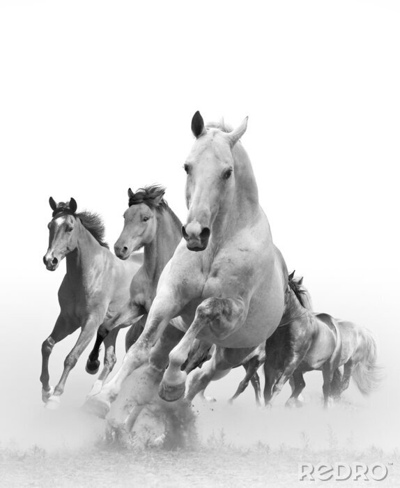 Canvas Een kudde witte galopperende paarden