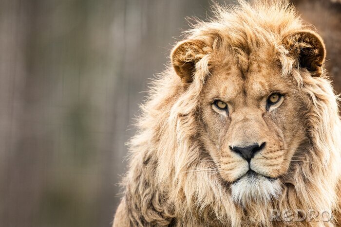 Canvas Een leeuw die in de verte staart