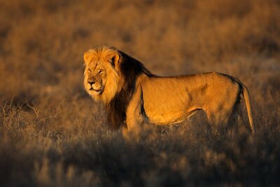 Een leeuw starend naar de ondergaande zon