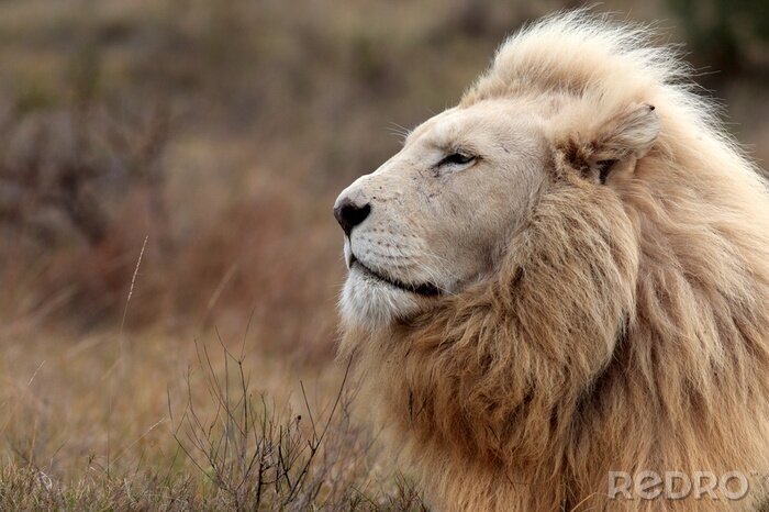 Canvas Een leeuw uit Afrika