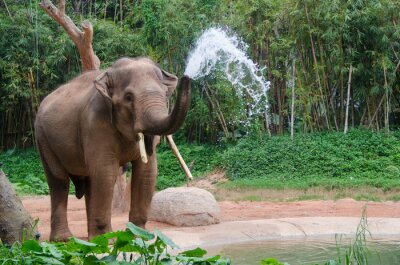 Canvas Een olifant die water uit zijn slurf laat lopen
