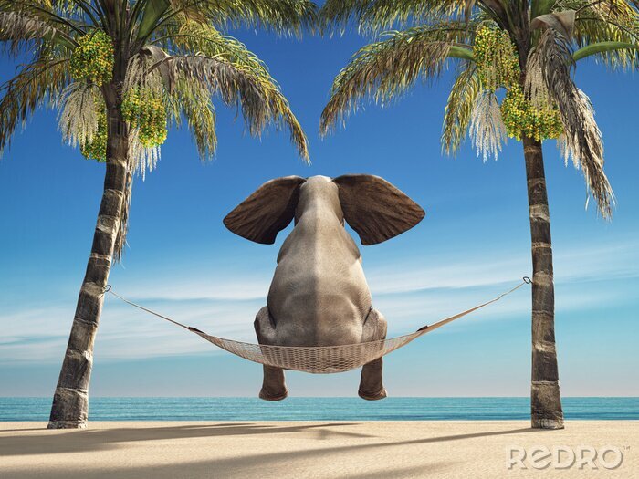 Canvas Een olifant zit in een hangmat
