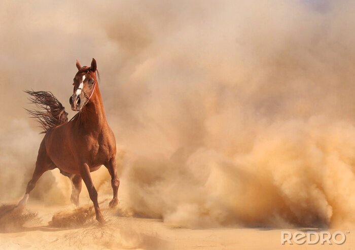 Canvas Een paard in de woestijnaura