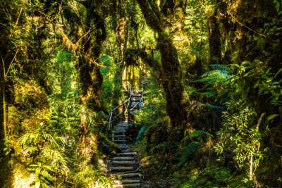 Een pad diep het regenwoud in