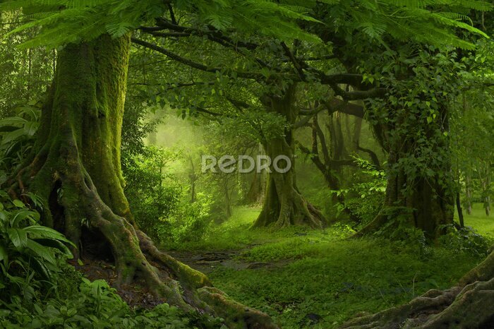 Canvas Een pad in een groen tropisch bos