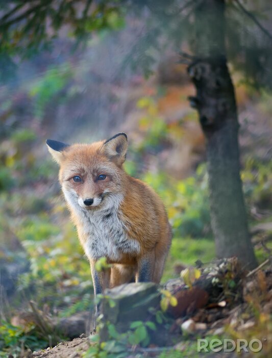 Canvas Een rode vos in de herfst bos