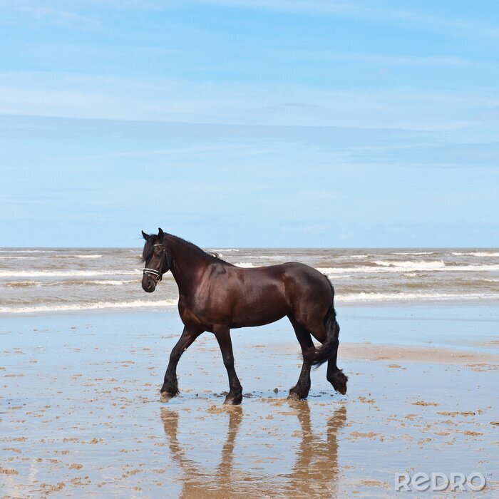 Canvas Een statig paard op het strand