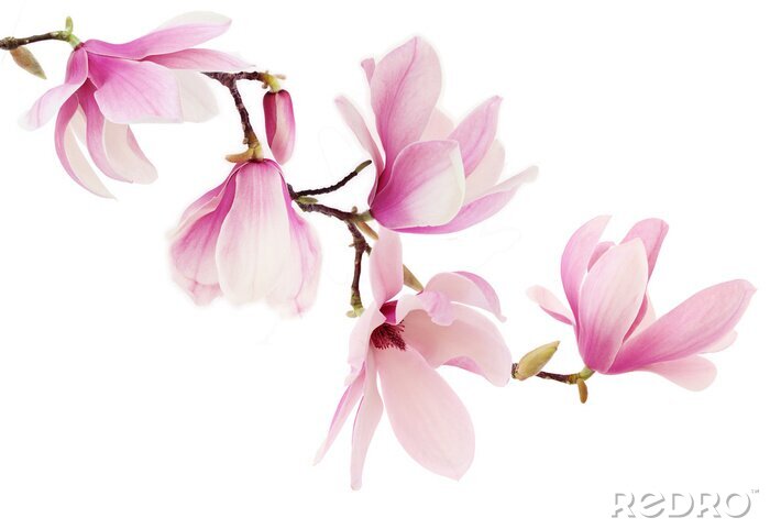 Canvas Een tak van een bloeiende roze magnolia