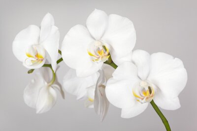 Canvas Een takje witte orchidee