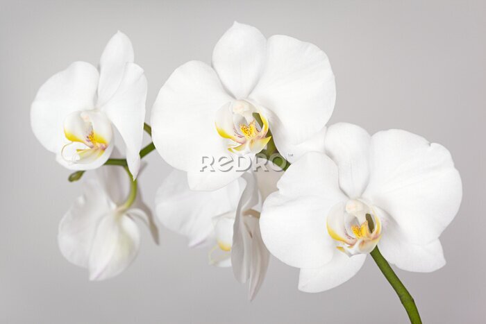 Canvas Een takje witte orchidee
