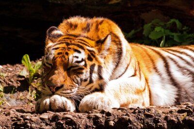 Canvas Een tijger die buiten slaapt