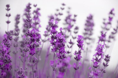 Een veld met lavendelbloemen