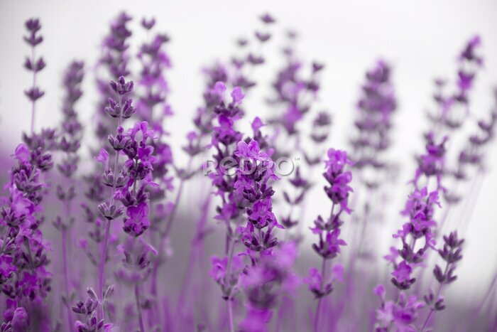 Canvas Een veld met lavendelbloemen