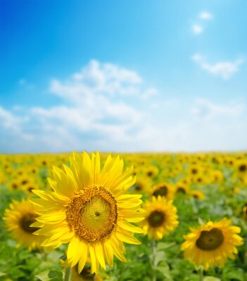 Canvas Een veld met zonnebloemen close-up