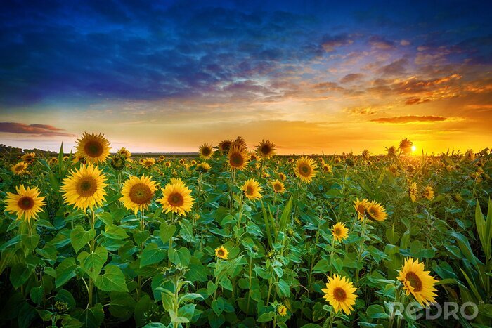 Canvas Een veld met zonnebloemen in de avond