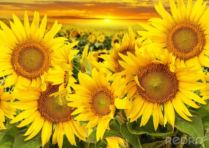 Canvas Een veld met zonnebloemen tegen de achtergrond van een zonsondergang