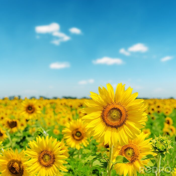 Canvas Een veld met zonnebloemen tegen de lucht