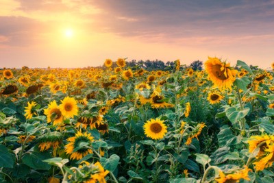 Canvas Een veld met zonnebloemen tegen een pastelkleurige lucht
