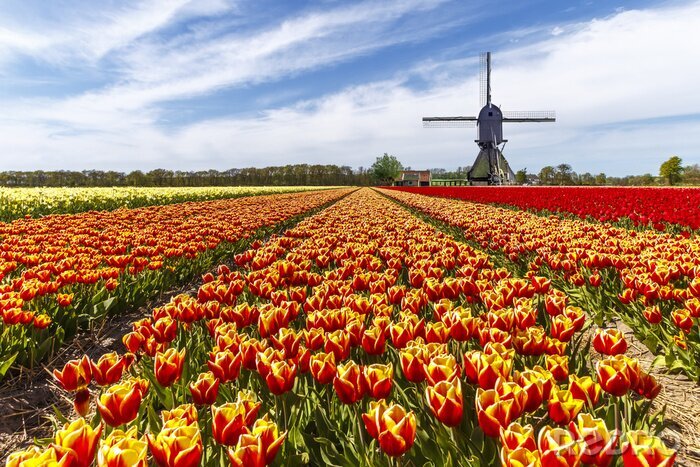 Canvas Een veld tulpen in Nederland